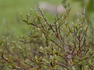 Salix repens - Creeping Willow - hundvide