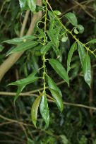 Salix triandra - Almond Willow - mandelpil