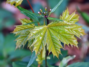 Acer platanoides - Norway Maple - skogslönn