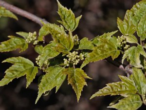 Acer tataricum - Tartar Maple - tatarlönn
