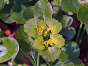 Chrysosplenium alternifolium - Alternate-leaved Golden-saxifrage - gullpudra