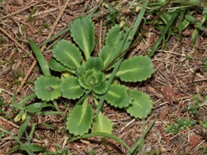 Saxifraga × geum - Scarce Londonpride - vippbräcka