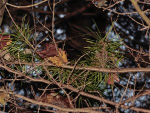 Sciadopitys verticillata - Umbrella-pine - solfjädertall
