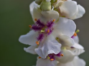 Verbascum chaixii - Nettle-leaved Mullein - franskt kungsljus