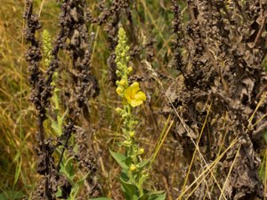 Verbascum densiflorum - Dense-flowered Mullein - ölandskungsljus