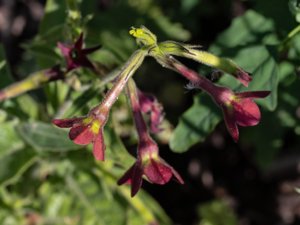 Nicotiana × sanderae - Tobacco - blomstertobak