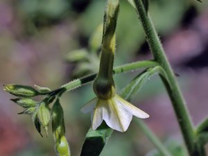 Nicotiana alata - Sweet Tobacco - stor blomstertobak