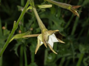 Nicotiana longiflora - Long-flowered Tobacco - jasmintobak