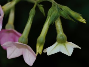 Nicotiana mutabilis - färgväxlartobak