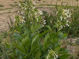 Nicotiana sylvestris - Woodland Tobacco - narcisstobak