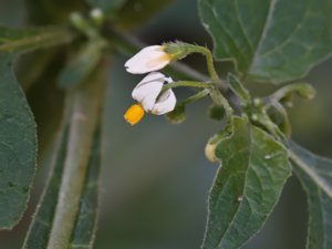 Solanum americanum - Small-flowered Nightshade - amerikansk nattskatta