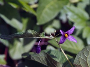 Solanum dulcamara - Bittersweet - besksöta