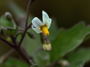 Solanum nigrum - Black Nightshade - nattskatta