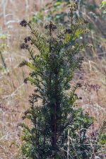 Taxus × media - Anglojap Yew - hybrididegran