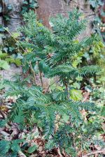 Taxus baccata - Yew - idegran