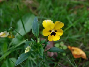 Viola × wittrockiana - Garden Pansy - pensé