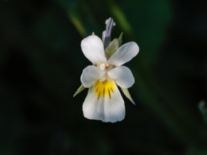Viola arvensis - Field Pansy - åkerviol