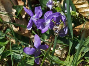 Viola canina - Heath Dog-violet - ängsviol