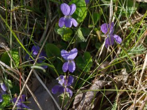 Viola odorata - Sweet Violet - luktviol