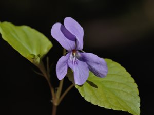 Viola reichenbachiana - Early Dog-violet - lundviol