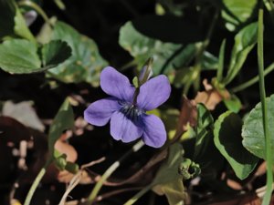 Viola riviniana - Common Dog-violet - skogsviol
