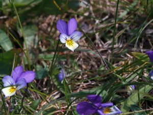 Viola tricolor - Wild Pansy - styvmorsviol