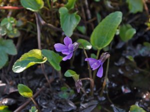 Viola uliginosa - Bog Violet - sumpviol
