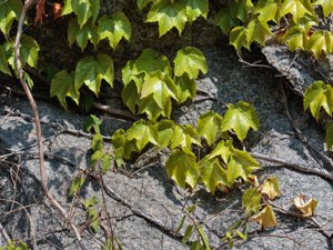 Parthenocissus tricuspidata - Boston-ivy - rådhusvin