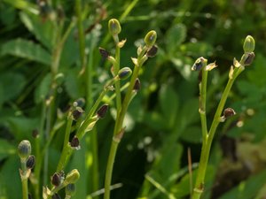 Hemerocallis dumortieri - Dumortier's Day-lily - tuvdaglilja