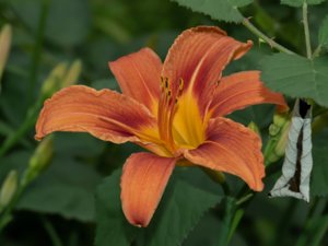 Hemerocallis fulva - Orange Day-lily - brunröd daglilja