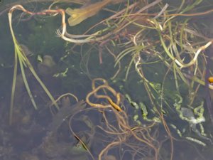 Zostera marina - Eelgrass - ålgräs