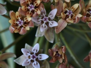 Apocynaceae - oleanderväxter
