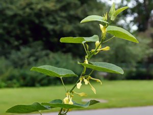 Aristolochiaceae - piprankeväxter
