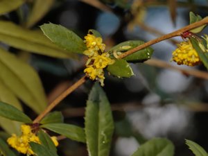 Berberidaceae - berberisväxter