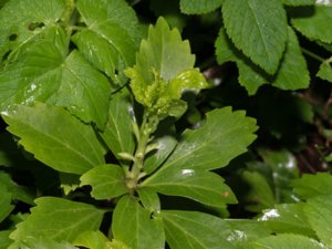 Buxaceae - buxbomsväxter