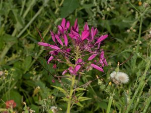 Cleomaceae - paradisblomsterväxter