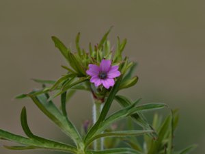 Geraniaceae - näveväxter