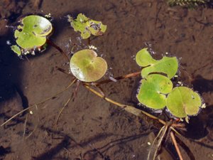 Hydrocharitaceae - dybladsväxter
