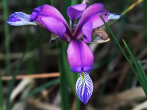 Iridaceae - irisväxter