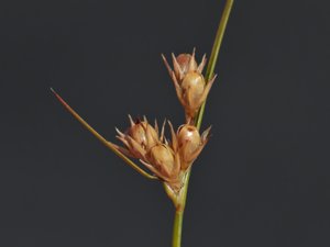 Juncaceae - tågväxter