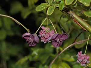 Lardizabalaceae - narrbuskeväxter
