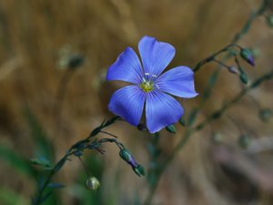 Linaceae - linväxter