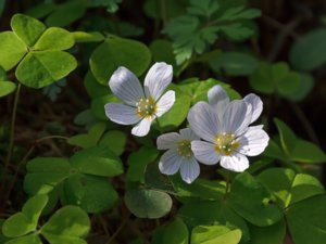 Oxalidaceae - harsyreväxter