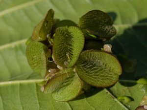 Salviniaceae - simbräkenväxter