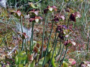 Sarraceniaceae - flugtrumpetväxter