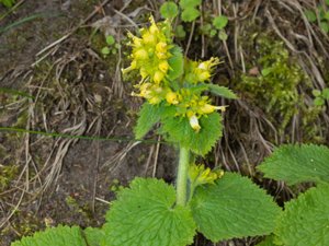 Scrophulariaceae - flenörtsväxter Scrophulariaceae - flenörtsväxter