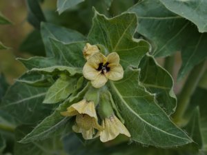 Solanaceae - potatisväxter