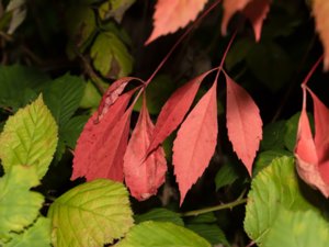 Vitaceae - vinväxter